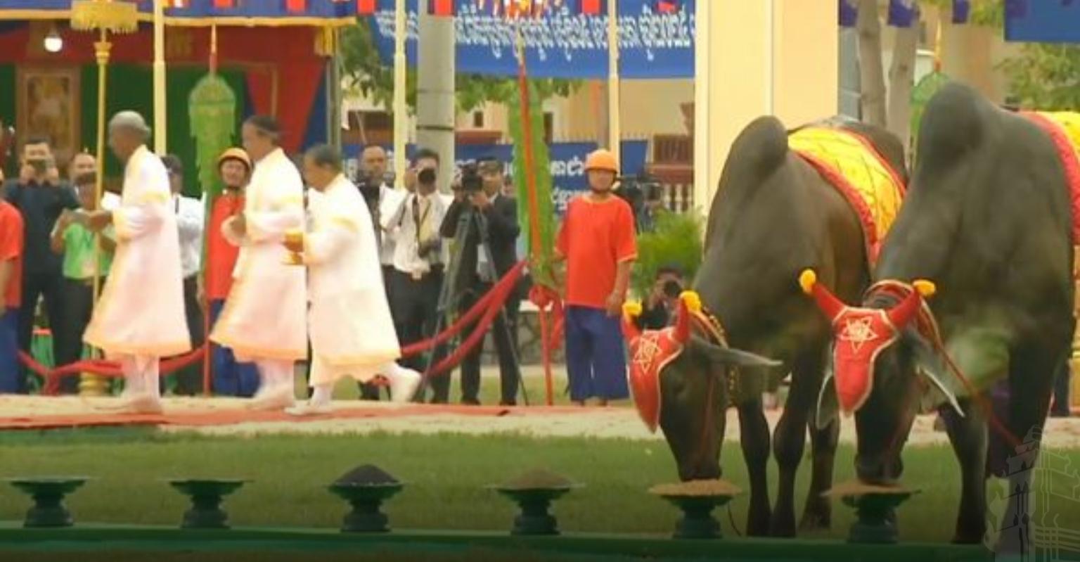 ពិធីច្រត់ព្រះនង្គ័ល៖ គោឧសភរាជបរិភោគស្រូវ៩៥% ពោត៩៥% និងសណ្តែក៨០%