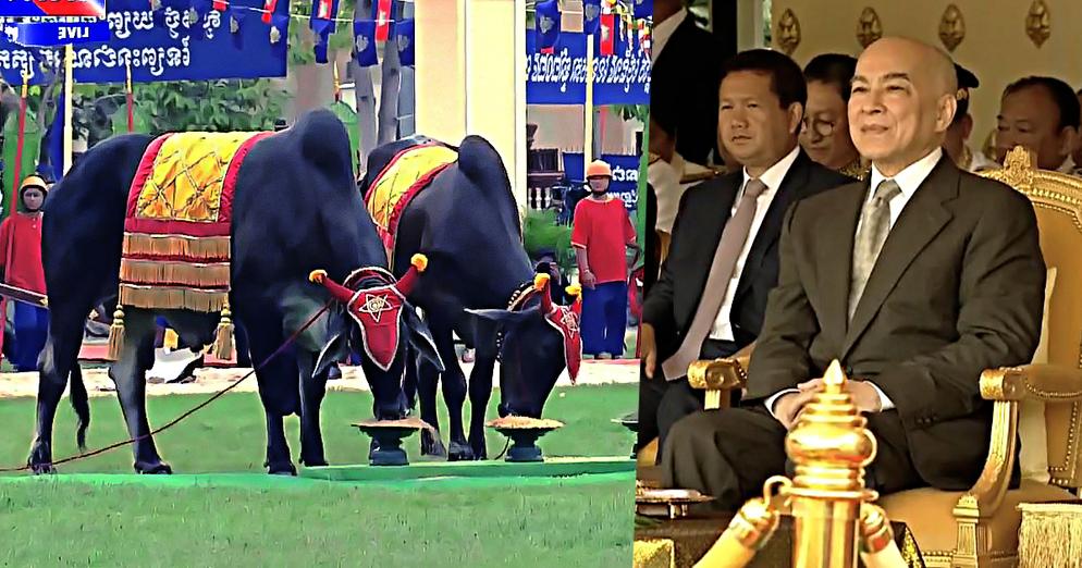 លទ្ធផលព្រះរាជពិធីច្រត់ព្រះនង្គ័ល ក្នុងឆ្នាំ២០២៥នេះ គោឧសភរាជ បរិភោគ ស្រូវ ពោត និងសណ្ដែក យ៉ាងសន្ធឹកសន្ធប់គួរជាទីត្រេកអរ…
