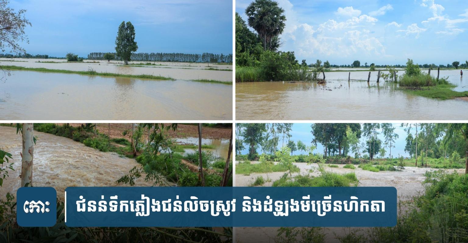 ជំន.ន់​ទឹកភ្លៀង​ជ.ន់លិច​ស្រូវ និងដំឡូងមី ជា​ច្រើន​ហិ​កតា​ នៅ​ខេត្តបន្ទាយមានជ័យ