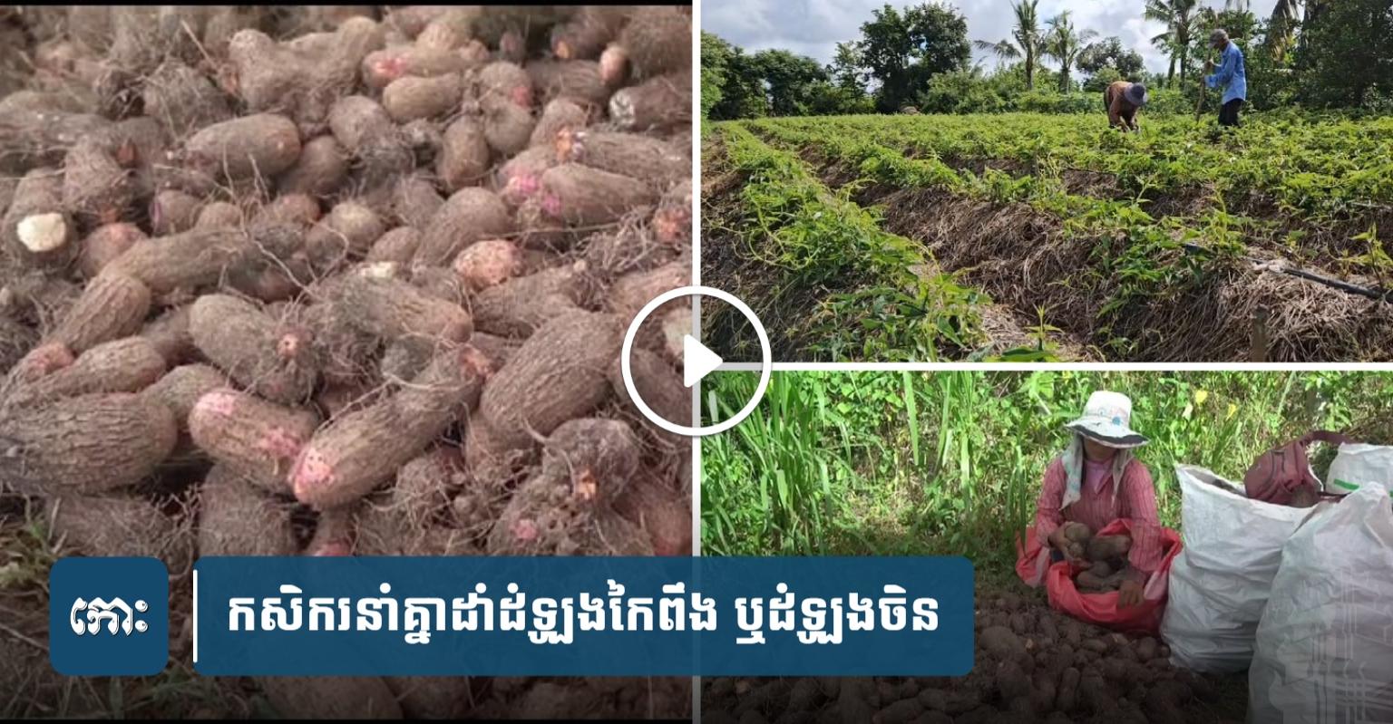 ​ឆ្នាំមុន! ​ដំឡូង​កៃ​ពឹង​ ឬដំឡូង​ចិន​ លក់​បាន​ថ្លៃ​ ឆ្នាំ​នេះ​កសិករ​​នាំ​គ្នា​ដាំ​ច្រើន