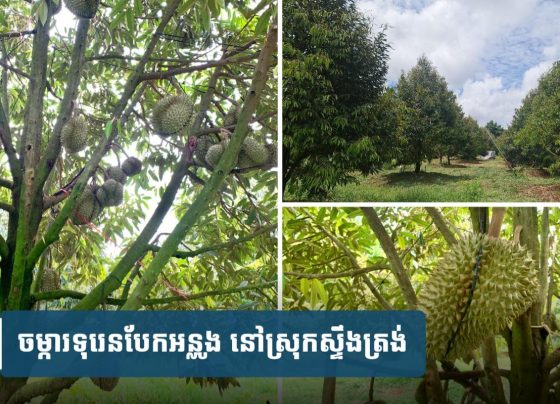 ទុរេន​បែក​អន្លូង ល្បីមានរសជាតិឈ្ងុយឆ្ងាញ់ ពេលនេះ​ចាប់ផ្ដើម​ប្រមូល​ផល​ជា​បណ្ដើរ​ៗ​​ហើយ​