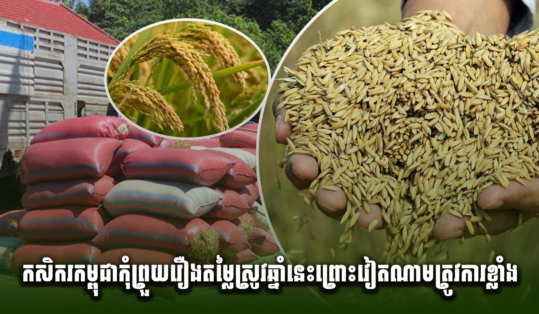កសិករកម្ពុជាកុំព្រួយរឿងតម្លៃស្រូវឆ្នាំនេះ ព្រោះវៀតណាមត្រូវការខ្លាំង