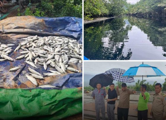 ក្រោយមានករណីត្រីងា.ប់ ពិសោសធន៍ឃើញថា ​មានការបង្ហូរសំណល់​រាវ​​ចូល​​ទឹកអូរ​