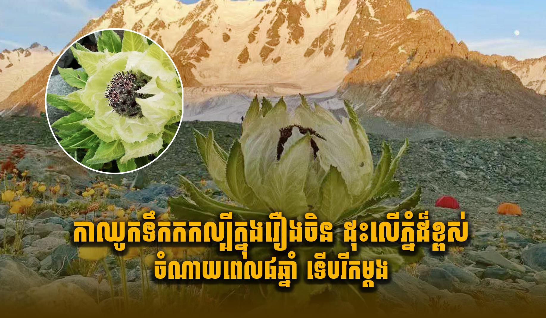 កម្រនឹងឃើញ ! ផ្កាឈូកទឹកកកល្បីក្នុងរឿងចិន ដុះលើភ្នំដ៏ខ្ពស់ ចំណាយពេល៨ឆ្នាំ ទើបរីកម្តង