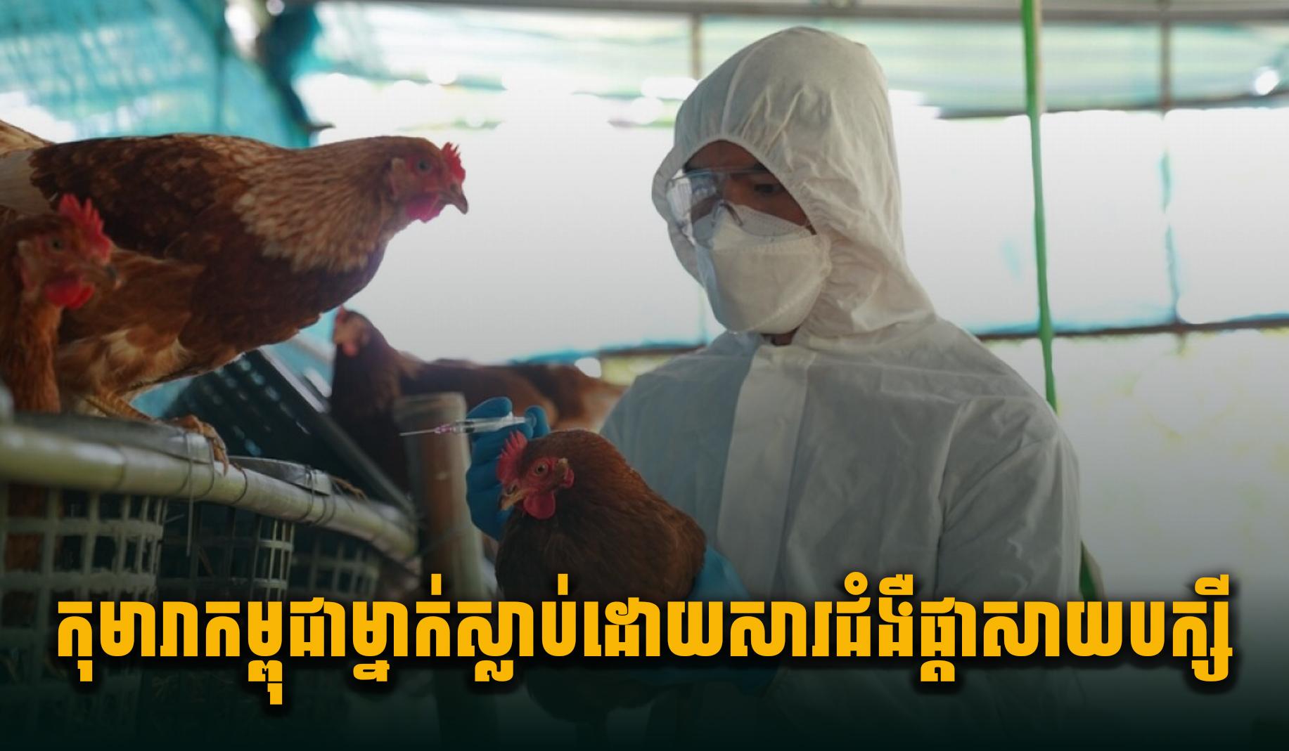 កុមារាកម្ពុជាម្នាក់ស្លា.ប់ដោយសារ ជំងឺផ្តាសាយបក្សី