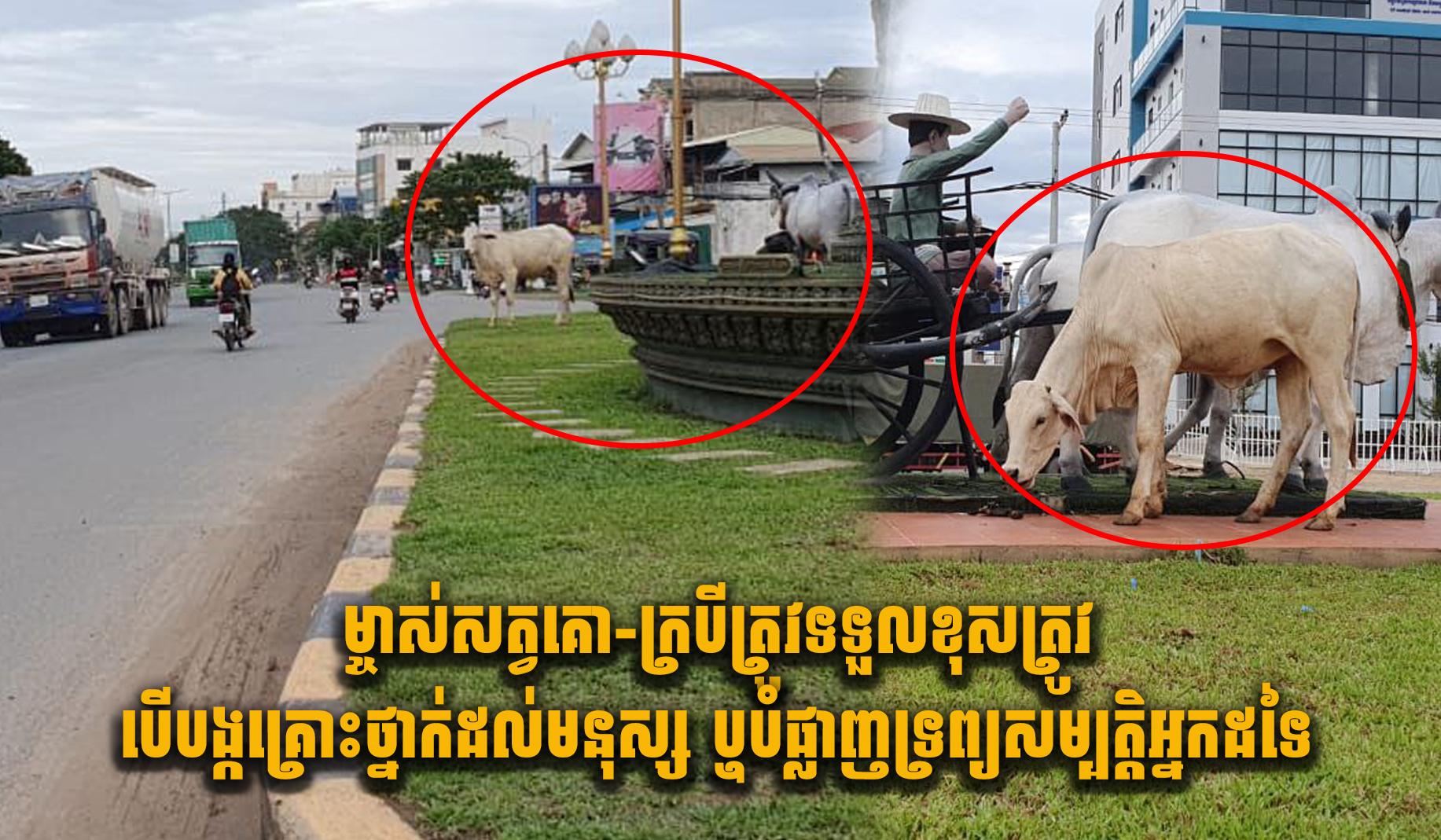 រដ្ឋបាលក្រុងច្បារមនព្រមានម្ចាស់សត្វគោ-ក្របីត្រូវទទួលខុសត្រូវ បើបង្កគ្រោះថ្នាក់ដល់មនុស្ស ឬបំផ្លាញទ្រព្យសម្បត្តិអ្នកដទៃ