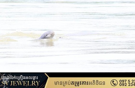 កម្ពុជាស្វាគមន៍កូនផ្សោតថ្មី ១ក្បាល នៅខេត្តក្រចេះ ដែលធ្វើឱ្យចំនួនសត្វផ្សោតទន្លេមេគង្គនៅកម្ពុជា កើនដល់ ១១១ក្បាល!