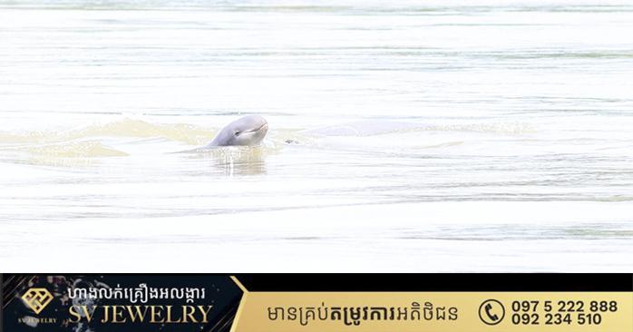 កម្ពុជាស្វាគមន៍កូនផ្សោតថ្មី ១ក្បាល នៅខេត្តក្រចេះ ដែលធ្វើឱ្យចំនួនសត្វផ្សោតទន្លេមេគង្គនៅកម្ពុជា កើនដល់ ១១១ក្បាល!