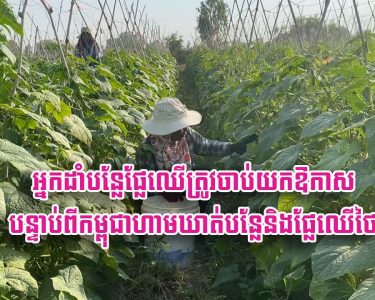 អ្នក​ដាំ​បន្លែ​ផ្លែ​ឈើ​ត្រូវ​ចាប់​យក​ឱកាស បន្ទាប់​ពី​កម្ពុជា​ហាមឃាត់​បន្លែ​និង​ផ្លែ​ឈើ​ថៃ