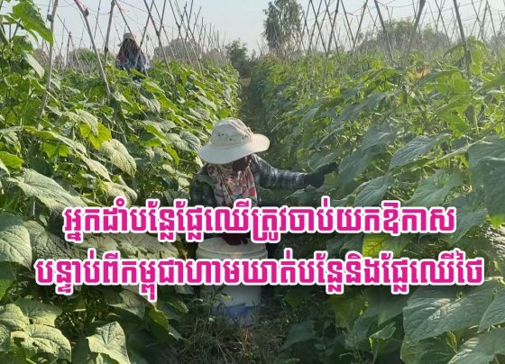 អ្នក​ដាំ​បន្លែ​ផ្លែ​ឈើ​ត្រូវ​ចាប់​យក​ឱកាស បន្ទាប់​ពី​កម្ពុជា​ហាមឃាត់​បន្លែ​និង​ផ្លែ​ឈើ​ថៃ