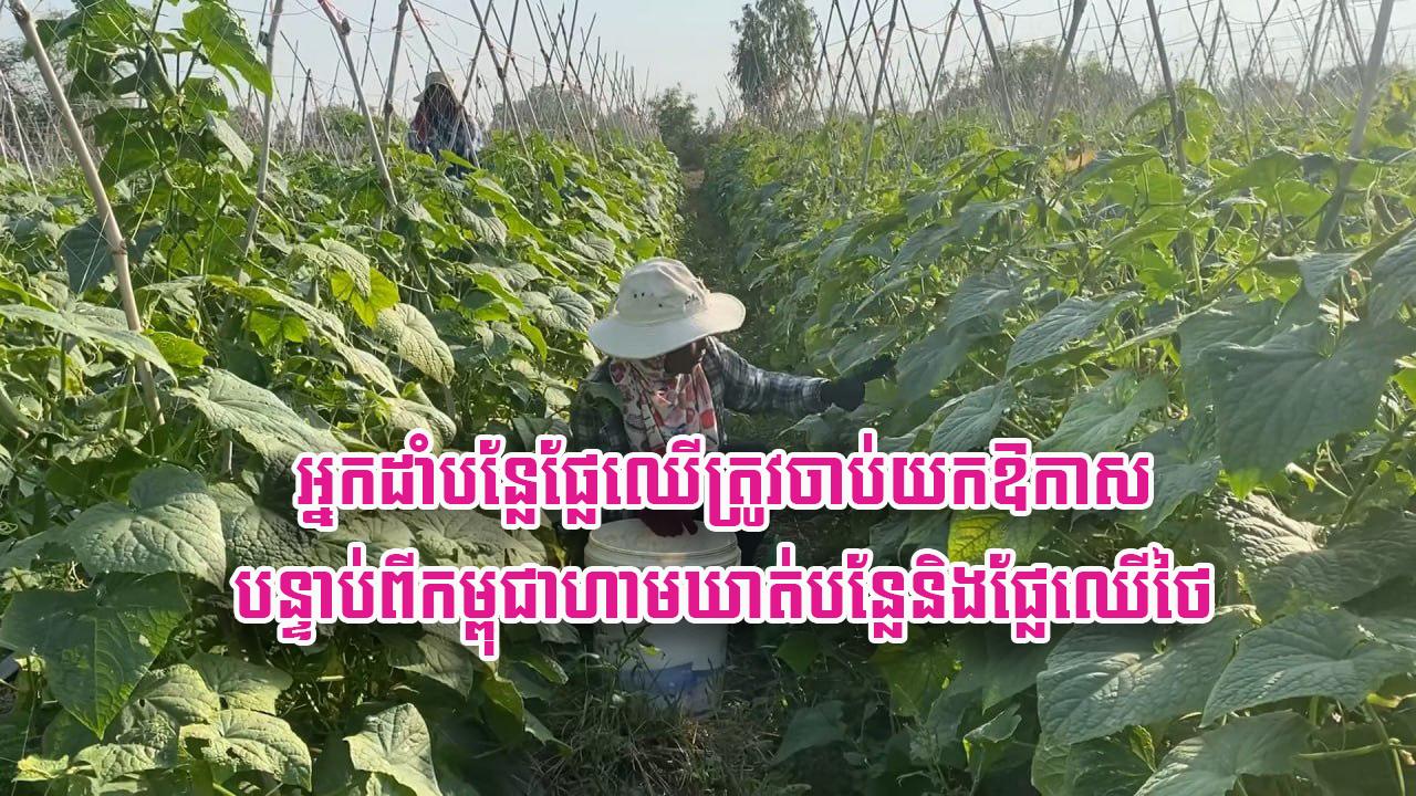 ឱកាសមាស៖ កសិករ​ខ្មែរ​ត្រូវ​ចាប់​យក​ទីផ្សារ​បន្លែ​ផ្លែ​ឈើ​ក្នុងស្រុក ក្រោយ​កម្ពុជា​ហាមឃាត់​ការ​នាំ​ចូល​ពី​ថៃ