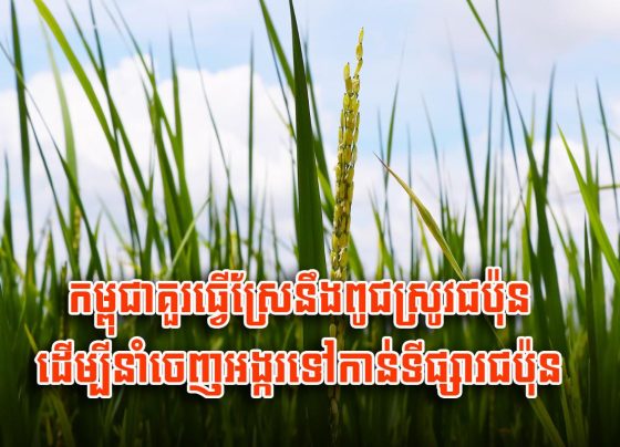 កម្ពុជា​គួរ​ធ្វើស្រែ​នឹង​ពូជស្រូវ​ជប៉ុន ដើម្បី​នាំ​ចេញ​អង្ករ​ទៅ​កាន់​ទីផ្សារ​ជប៉ុន