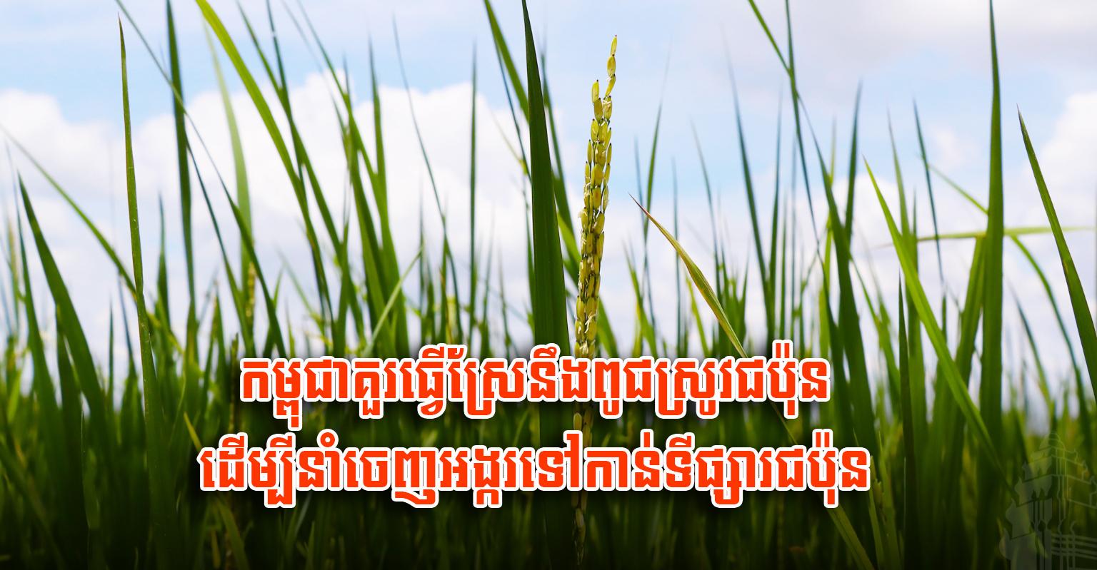 ពូជស្រូវជប៉ុន៖ កម្ពុជា​គួរ​ចាប់​យក​ឱកាស​ដាំដុះ​ពូជស្រូវ​ជប៉ុន​ដើម្បី​នាំ​ចេញ​ទៅ​ទីផ្សារ​ជប៉ុន?