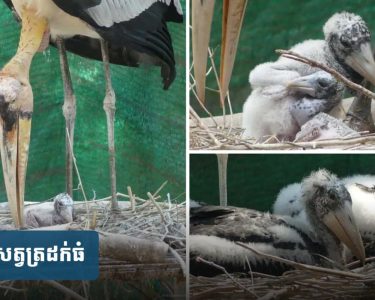 គម្រោង​បង្កាត់​ពូជ​សត្វ​ត្រដក់​ធំ​ទទួល​បាន​ជោគជ័យ