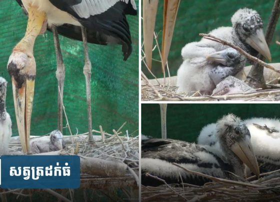 គម្រោង​បង្កាត់​ពូជ​សត្វ​ត្រដក់​ធំ​ទទួល​បាន​ជោគជ័យ