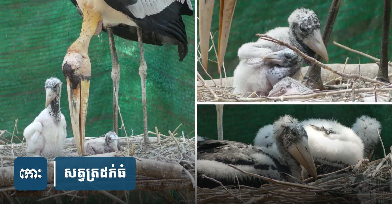 ត្រដក់ធំ​៖ ជោគជ័យ​គម្រោង​បង្កាត់​ពូជ ACCB សម្រេច​បាន​កូន​២​ក្បាល​អាច​ហើរ​បាន​ហើយ!