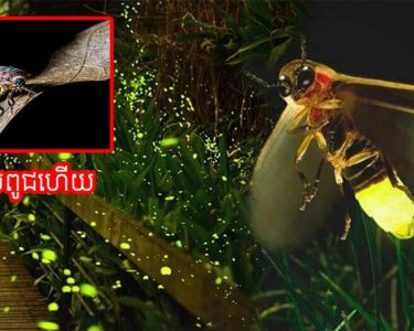 សត្វដែលធ្លាប់បញ្ចេញពន្លឺ​ភ្លឹប​ភ្លែត​ៗនា​ពេល​រាត្រីយ៉ាងស្រស់ស្អាត ពេលនេះជិតផុតពូជហើយ