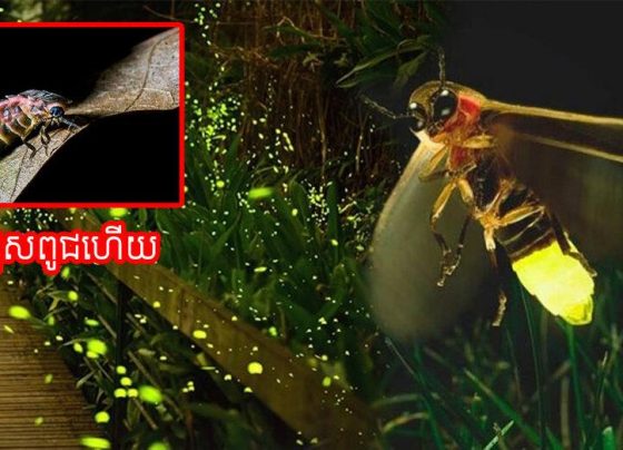 សត្វដែលធ្លាប់បញ្ចេញពន្លឺ​ភ្លឹប​ភ្លែត​ៗនា​ពេល​រាត្រីយ៉ាងស្រស់ស្អាត ពេលនេះជិតផុតពូជហើយ