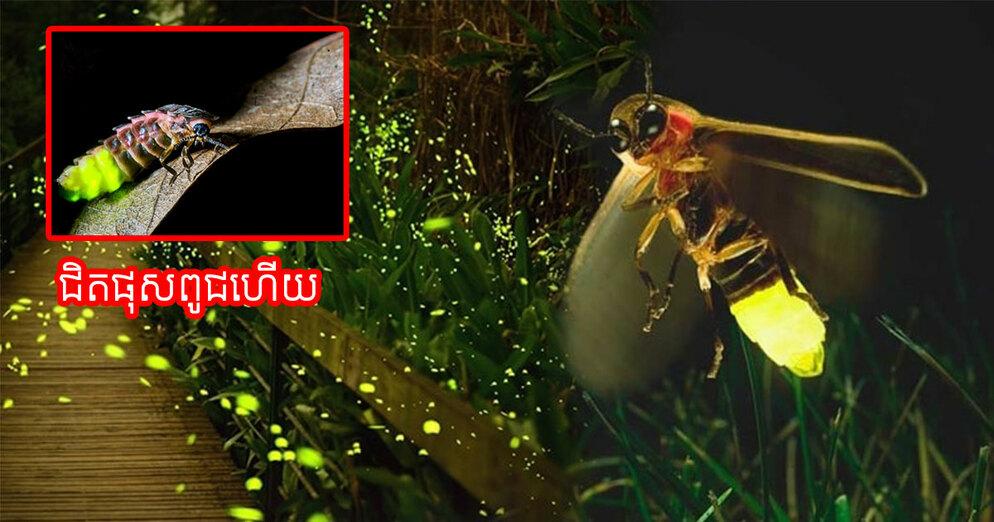 សត្វអំពិលអំពែកជិតផុតពូជ! សម្រស់រាត្រីដែលធ្លាប់ចែងចាំង កំពុងប្រឈមនឹងការបាត់បង់ជារៀងរហូត
