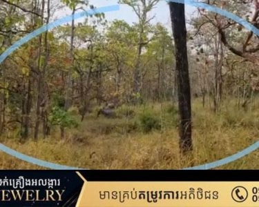 ការពារព្រៃឈើ ការពារសត្វព្រៃ! ហើយនេះជាហ្វូងដំរីដែលថតបាននៅមណ្ឌលគិរី!