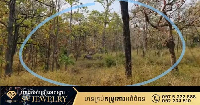 ដំរីមណ្ឌលគិរី៖ ការពារព្រៃឈើ ការពារសត្វព្រៃ! ជាក់ស្តែងហ្វូងដំរីនៅស្រែពក ខេត្តមណ្ឌលគិរី