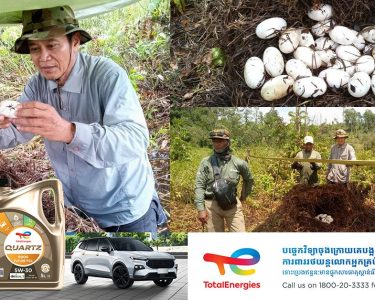 ពងកូនក្រពើភ្នំសរុបចំនួន ៤៣ត្រូវបានរកឃើញទៀត ក្នុងឆ្នាំ ២០២៥នេះ នៅតំបន់ឆាយរាប និងអូរសោមនៃឧទ្យានជាតិជួរភ្នំក្រវាញ