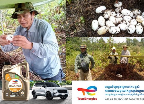 ពងកូនក្រពើភ្នំសរុបចំនួន ៤៣ត្រូវបានរកឃើញទៀត ក្នុងឆ្នាំ ២០២៥នេះ នៅតំបន់ឆាយរាប និងអូរសោមនៃឧទ្យានជាតិជួរភ្នំក្រវាញ