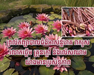 ព្រលឹត​ ព្យាបាល​ជំងឺ​អាសន្នរោគ រាករូស រលាក​ថ្លើម គ្រុនក្ដៅ និង​លើសឈាម យ៉ាង​មាន​ប្រសិទ្ធ​ភាព