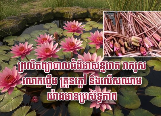 ព្រលឹត​ ព្យាបាល​ជំងឺ​អាសន្នរោគ រាករូស រលាក​ថ្លើម គ្រុនក្ដៅ និង​លើសឈាម យ៉ាង​មាន​ប្រសិទ្ធ​ភាព