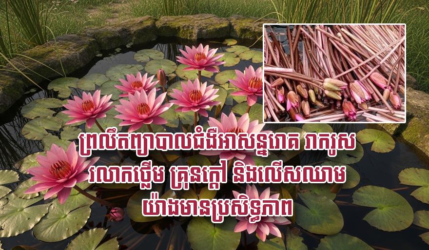 ព្រលឹត​អច្ឆរិយៈ៖ ឱសថបុរាណ​ព្យាបាល​អាសន្នរោគ រាករូស រលាក​ថ្លើម គ្រុនក្ដៅ លើសឈាម និង​គុណប្រយោជន៍​ដ៏​ច្រើន​ទៀត!