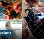 ​រកឃើញករណីផ្តាសាយបក្សី H5N1 មួយករណីទៀតលើកុមារា ៦ ឆ្នាំ នៅត្បូងឃ្មុំ