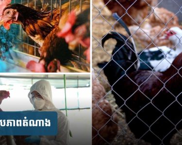 ​រកឃើញករណីផ្តាសាយបក្សី H5N1 មួយករណីទៀតលើកុមារា ៦ ឆ្នាំ នៅត្បូងឃ្មុំ