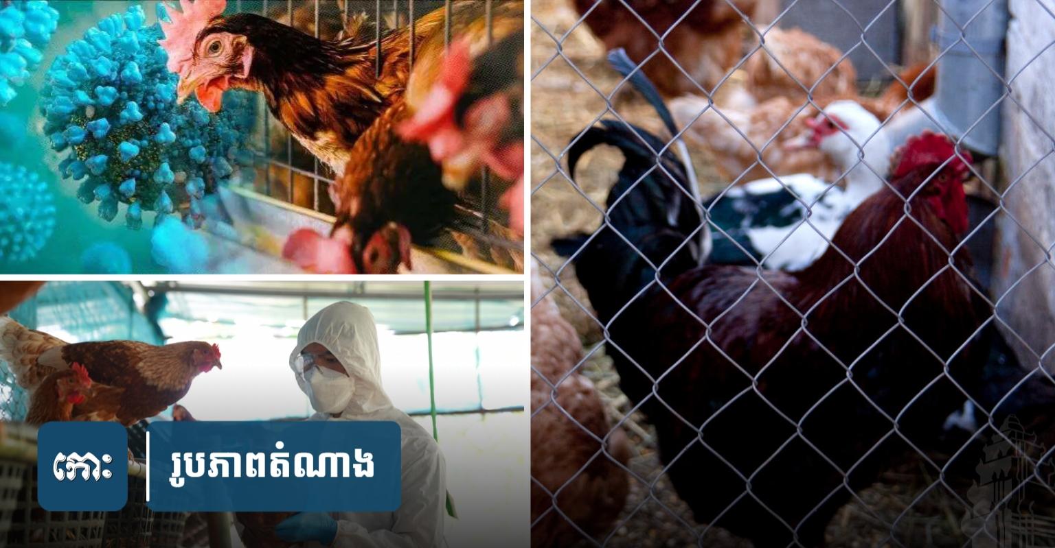 ផ្តាសាយបក្សី H5N1៖ ករណីថ្មីលើកុមារា ៦ ឆ្នាំ នៅត្បូងឃ្មុំ