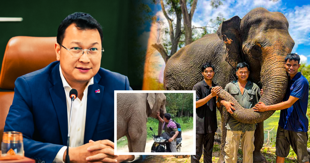 ករណីហ្មដំរីឡាក់គី៖ រដ្ឋបាលព្រៃឈើ ច្រានចោលការជាប់ពាក់ព័ន្ធនឹងការលាឈប់ពីការងាររបស់លោក ទ្រី ស៊ីថេង