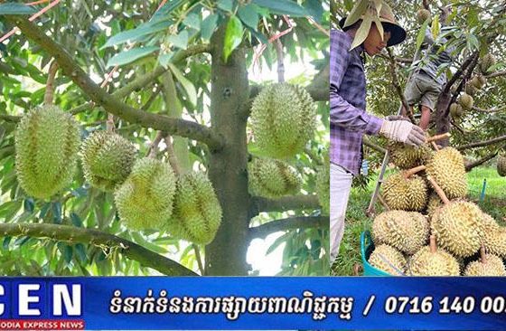 ក្រសួងកសិកម្ម រុក្ខាប្រមាញ់ និងនេសាទអនុញ្ញាតឱ្យនាំចេញផ្លែទុរេនស្រស់ពីកម្ពុជាទៅកាន់ប្រទេសចិន