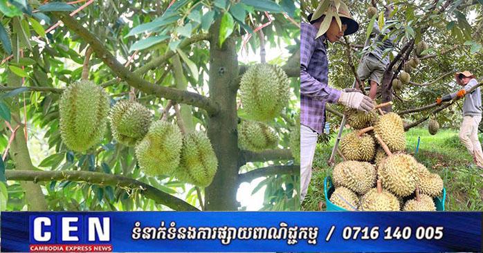 នាំចេញទុរេន: ផ្លែទុរេនស្រស់កម្ពុជា ទទួលបានភ្លើងខៀវពីក្រសួងកសិកម្ម សម្រាប់នាំចេញជាផ្លូវការទៅប្រទេសចិន
