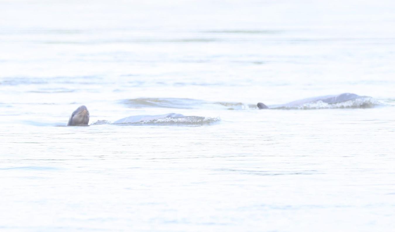 ដំណឹងល្អ! កម្ពុជា គ្មានករណីផ្សោតស្លាប់ពេញមួយឆ្នាំ រយៈពេល២០ឆ្នាំចុងក្រោយជាលើកដំបូង