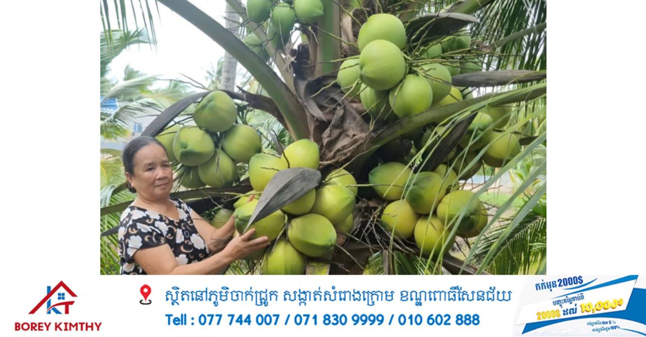 វិបត្តិ​គុណភាព​វាយលុក! តម្លៃ​ដូង​វៀតណាម​ធ្លាក់​ចុះ​ខ្លាំង រងការ​បដិសេធ​ពី​ទីផ្សារ​ចិន