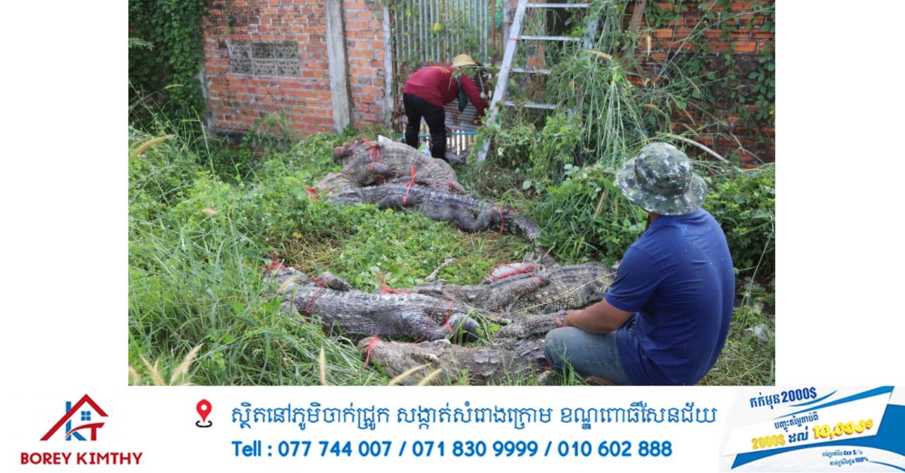 ភ័យ! ក្រពើ ៣០ក្បាល របូតចេញពីទ្រុងនៅសៀមរាប ផ្អើលអ្នកស្រុកដេញចាប់ បាន ២៦ក្បាលវិញ