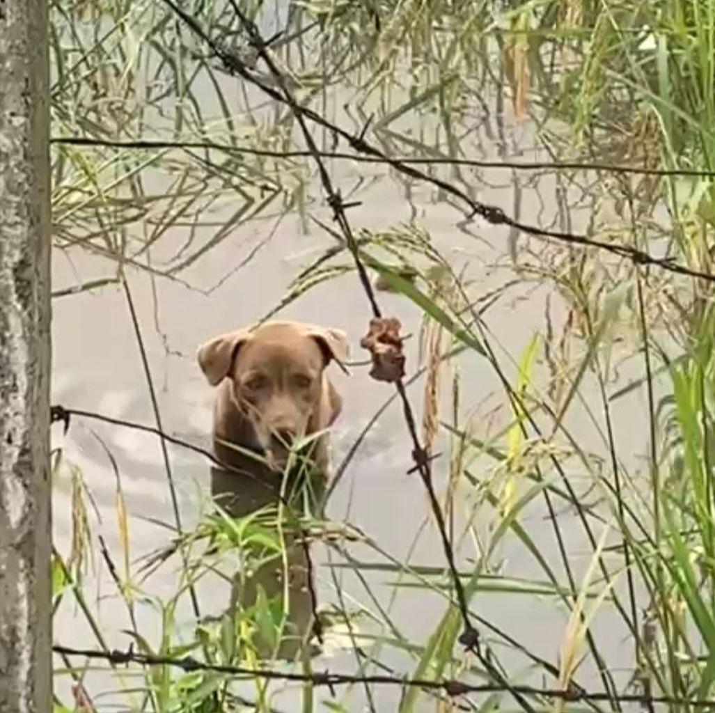 រឿងរន្ធត់! ឪម៉ាល់រាប់សិបក្បាលព្រួតទិចសិស្ស១៨នាក់រងរបួសធ្ងន់ស្រាល និងឆ្កែ១ក្បាលទៀត នៅសាលាបឋមសិក្សា ម៉ឺង សំផន ស្វាយរៀង