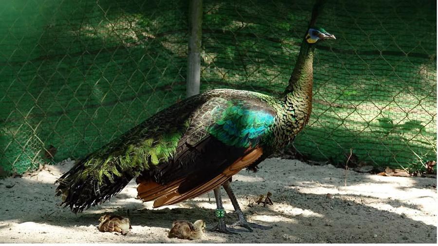 ដំណឹងល្អ! កម្ពុជាបង្កាត់ពូជក្ងោកជិតផុតពូជ ៧ ក្បាលបានដោយជោគជ័យ ដង្ហើមថ្មីសម្រាប់ជីវៈចម្រុះ!