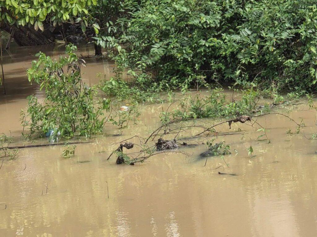 ក្រពើដ៏ធំហែលបង្កការភ័យខ្លាចនៅស្ទឹងស្ទោង ទីបំផុតត្រូវចាប់បានក្រោយតាមដាន ៣ ថ្ងៃ!