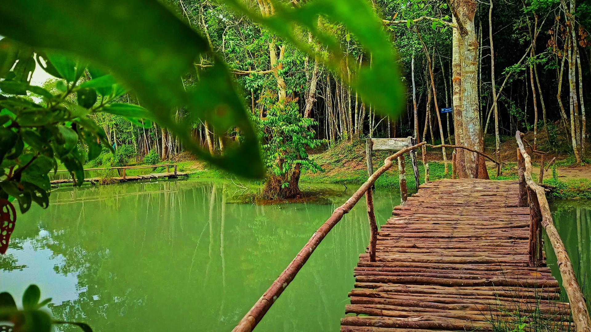 ភ្ញាក់ផ្អើល! សៀមរាបមាន «ព្រៃកោងកាងទឹកសាប» ធំជាងគេនៅកម្ពុជា ជិត ១០០ ហិកតា ត្រៀមទាក់ទាញទេសចរ