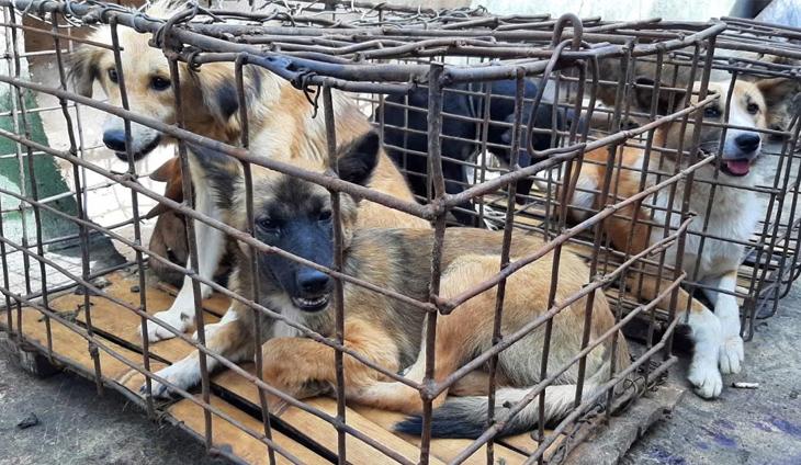 ចាកាតាហាមឃាត់សាច់ឆ្កែ សាច់ឆ្មា និងសាច់ប្រចៀវ ដើម្បីប្រយុទ្ធជំងឺឆ្កែឆ្កួត