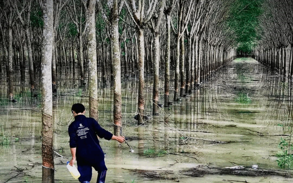 ទឹកជំនន់ថៃប៉ះពាល់ឧស្សាហកម្មកៅស៊ូ ខាតបង់រាប់រយលានដុល្លារ