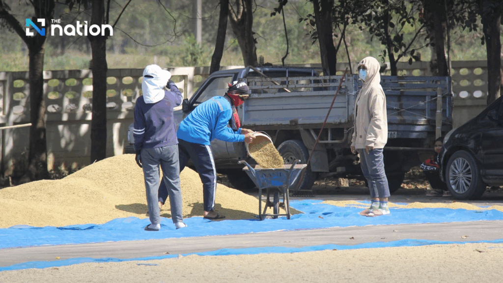 ថៃកំពុងបារម្ភធ្ងន់ពីការនាំចូលស្រូវខុសច្បាប់ពីកម្ពុជា ក្រោយតម្លៃស្រូវខ្មែរធ្លាក់ចុះខ្លាំង!