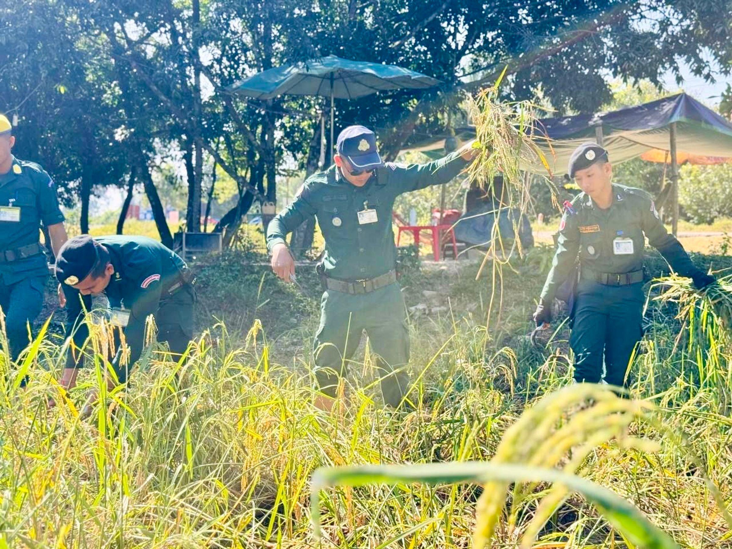 នគរបាលសៀមរាប ចុះជួយច្រូតស្រូវជូនគ្រួសារខ្វះខាត