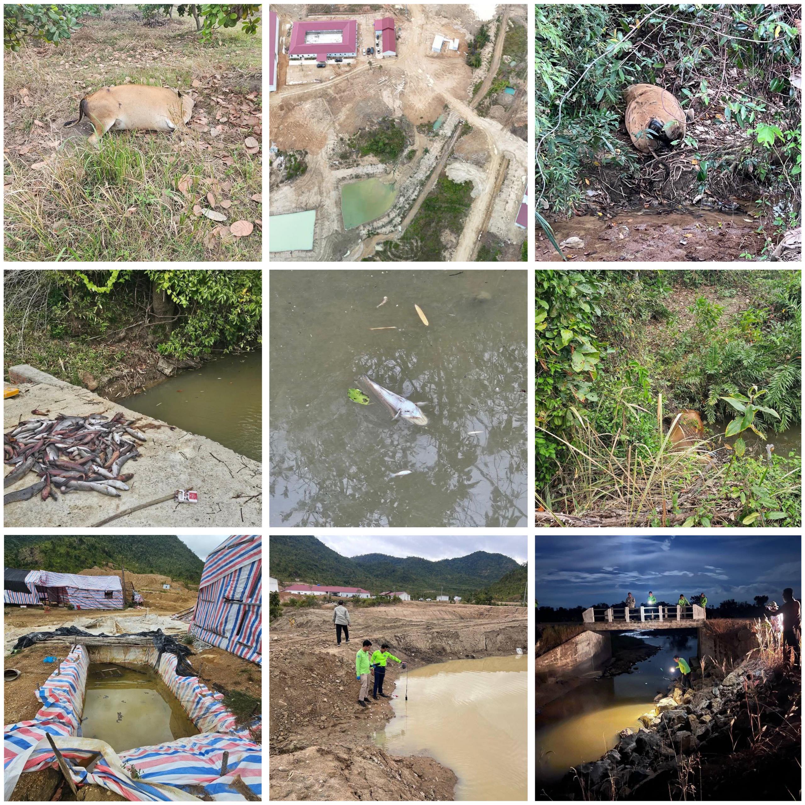 គ្រោះថ្នាក់បរិស្ថានធ្ងន់ធ្ងរ៖ ត្រីនិងគោងាប់រាប់សិបក្បាល ដោយសារការបំពុលទឹកអូរឬស្សីពីក្រុមហ៊ុនរ៉ែ