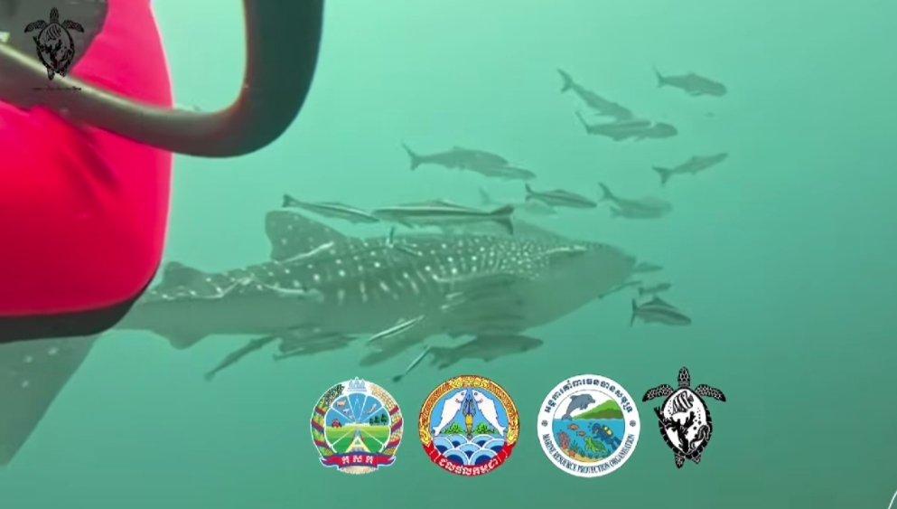 ត្រីឆ្លាមប៉ារ៉ាកម្រ លេចមុខនៅកោះព្រីង សញ្ញាប្រសើរនៃប្រព័ន្ធអេកូឡូស៊ីសមុទ្រកម្ពុជា