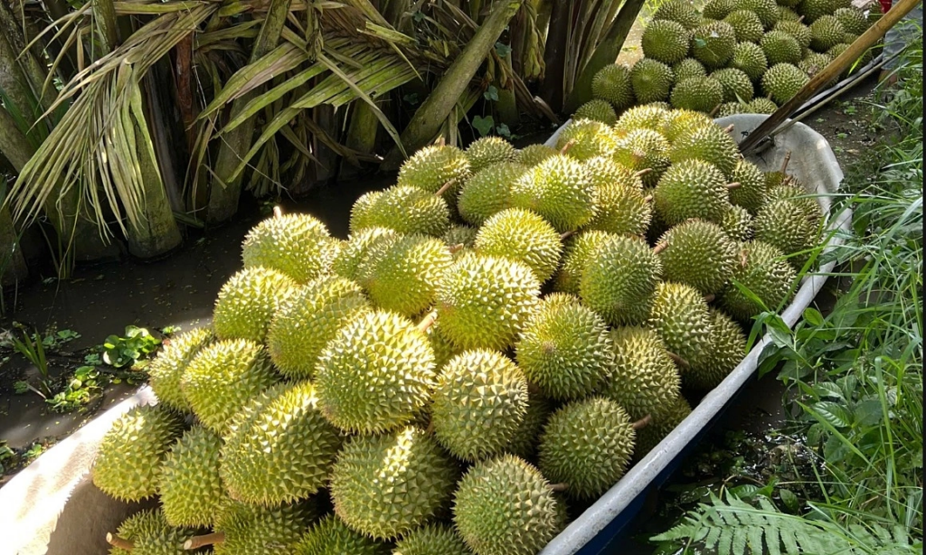 ទុរេនវៀតណាមរីករាយ! នាំចេញកើនឡើង ១០.៤% ទោះបីចិនរឹតត្បឹតក៏ដោយ